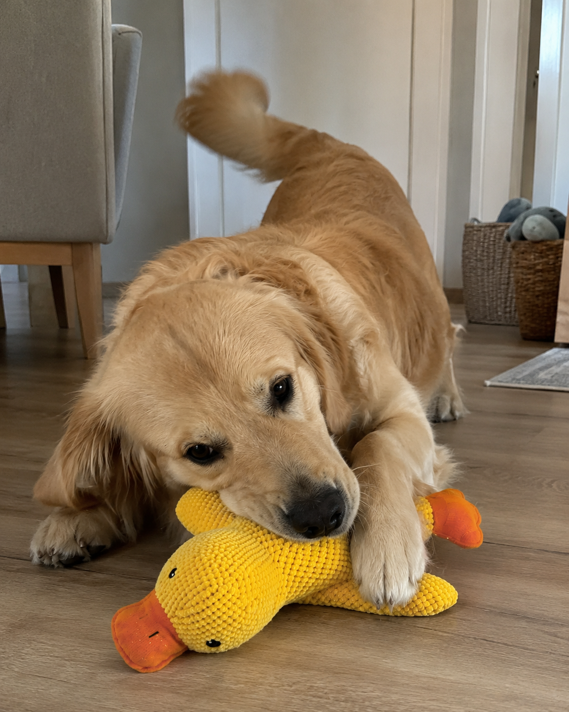 🐶💔 Allein zu Hause? Nicht mehr einsam! 🦆☀️ 🔥🇺🇸 Der Hunde-Hit aus den USA! 🦆🐶